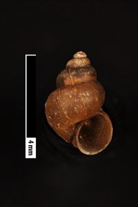 To ANSP Malacology Collection in GBIF (catalog no. 27853)