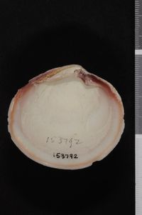 To ANSP Malacology Collection in GBIF (catalog no. 153792)