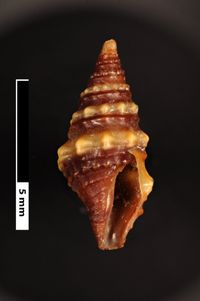 To ANSP Malacology Collection in GBIF (catalog no. 155378)