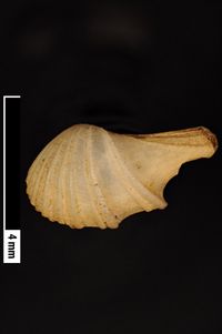 To ANSP Malacology Collection in GBIF (catalog no. 155664)