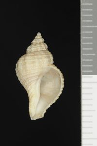 To ANSP Malacology Collection in GBIF (catalog no. 70492)