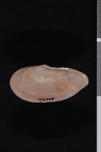 To ANSP Malacology Collection in GBIF (catalog no. 152068)