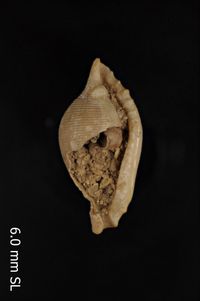 To ANSP Malacology Collection in GBIF (catalog no. 294553)