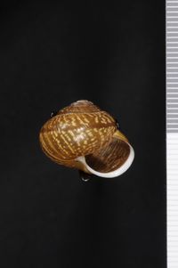 To ANSP Malacology Collection in GBIF (catalog no. 134700)