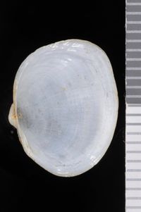 To ANSP Malacology Collection in GBIF (catalog no. 248872)