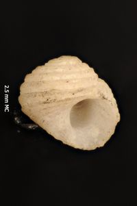 To ANSP Malacology Collection in GBIF (catalog no. 128143)