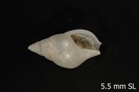 To ANSP Malacology Collection in GBIF (catalog no. 164779)