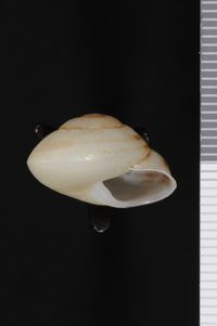 To ANSP Malacology Collection in GBIF (catalog no. 167802)