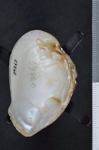 To ANSP Malacology Collection in GBIF (catalog no. 59860)