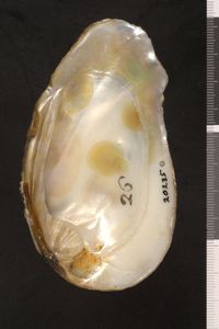 To ANSP Malacology Collection in GBIF (catalog no. 20235)