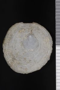 To ANSP Malacology Collection in GBIF (catalog no. 22093)