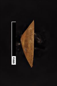 To ANSP Malacology Collection in GBIF (catalog no. 68433)