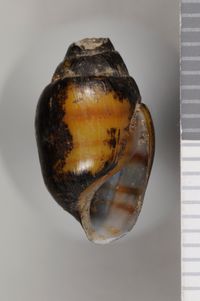 To ANSP Malacology Collection in GBIF (catalog no. 122459)