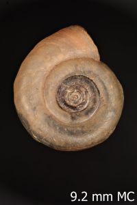 To ANSP Malacology Collection in GBIF (catalog no. 217084)