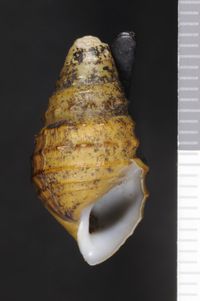 To ANSP Malacology Collection in GBIF (catalog no. 8730)