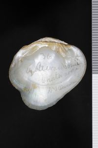 To ANSP Malacology Collection in GBIF (catalog no. 56572)