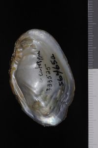 To ANSP Malacology Collection in GBIF (catalog no. 56465)