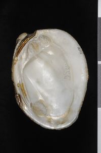 To ANSP Malacology Collection in GBIF (catalog no. 41581)