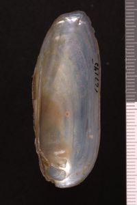 To ANSP Malacology Collection in GBIF (catalog no. 127145)