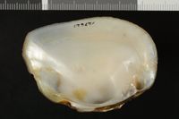 To ANSP Malacology Collection in GBIF (catalog no. 127621)