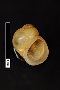 To ANSP Malacology Collection in GBIF (catalog no. 57037)