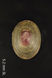 To ANSP Malacology Collection in GBIF (catalog no. 91832)