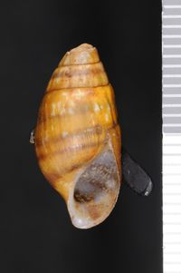 To ANSP Malacology Collection in GBIF (catalog no. 8703)