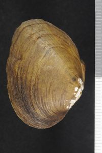 To ANSP Malacology Collection in GBIF (catalog no. 41136)