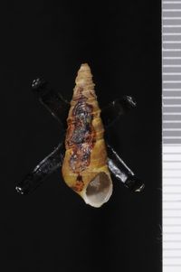 To ANSP Malacology Collection in GBIF (catalog no. 27445)