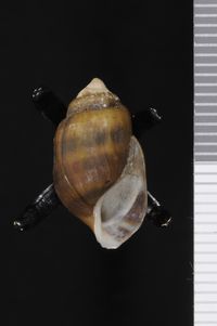 To ANSP Malacology Collection in GBIF (catalog no. 26881)