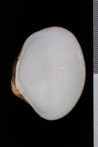 To ANSP Malacology Collection in GBIF (catalog no. 45294)