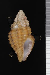 To ANSP Malacology Collection in GBIF (catalog no. 9314)