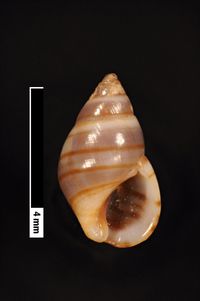 To ANSP Malacology Collection in GBIF (catalog no. 18286)