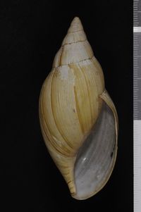To ANSP Malacology Collection in GBIF (catalog no. 24773)