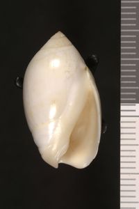 To ANSP Malacology Collection in GBIF (catalog no. 111977)