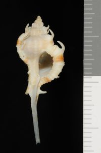 To ANSP Malacology Collection in GBIF (catalog no. 400854)