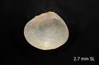 To ANSP Malacology Collection in GBIF (catalog no. 140633)