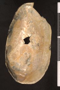 To ANSP Malacology Collection in GBIF (catalog no. 41166)