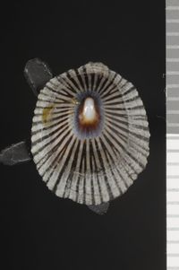 To ANSP Malacology Collection in GBIF (catalog no. 40987)