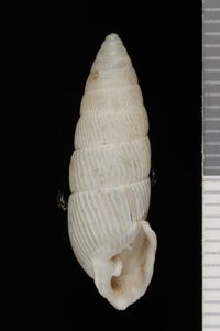 To ANSP Malacology Collection in GBIF (catalog no. 109327)