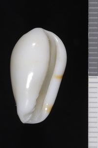 To ANSP Malacology Collection in GBIF (catalog no. 30309)