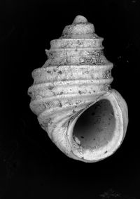 To ANSP Malacology Collection in GBIF (catalog no. 67885)