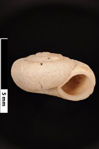 To ANSP Malacology Collection in GBIF (catalog no. 97096)