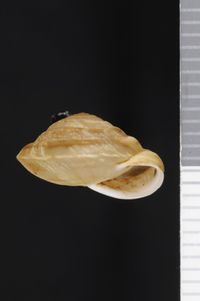 To ANSP Malacology Collection in GBIF (catalog no. 97116)