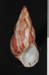 To ANSP Malacology Collection in GBIF (catalog no. 40226)