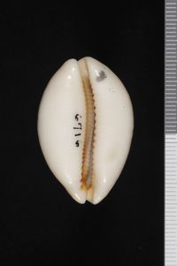 To ANSP Malacology Collection in GBIF (catalog no. 181661)
