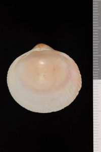 To ANSP Malacology Collection in GBIF (catalog no. 86319)