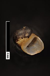 To ANSP Malacology Collection in GBIF (catalog no. 37675)