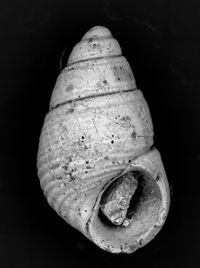 To ANSP Malacology Collection in GBIF (catalog no. 67904)