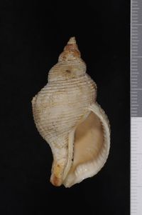 To ANSP Malacology Collection in GBIF (catalog no. 67524)